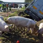 Incidente A1, camion si ribalta: maiali vivi in autostrada