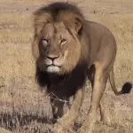 Zimbabwe: leone Cecil ucciso da dentista americano