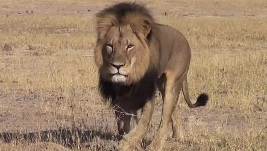 Zimbabwe: leone Cecil ucciso da dentista americano