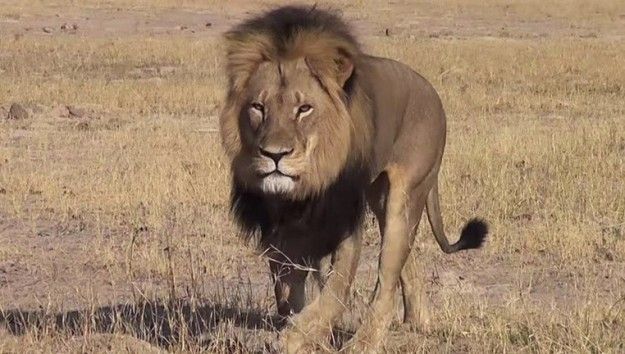 Zimbabwe: leone Cecil ucciso da dentista americano