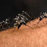 Zanzare: citronella serve veramente? Insetti progrediscono