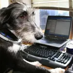 Cani in ufficio migliorano performance lavoratori: 