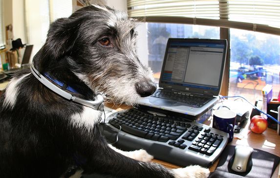 Cani in ufficio migliorano performance lavoratori: "Take your dog to work today"