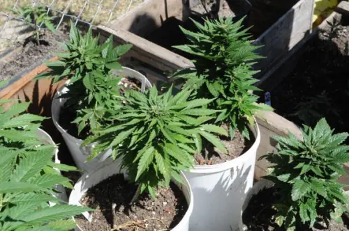 Cannabis di Stato: raccolta a Firenze, migliorerà vita malati