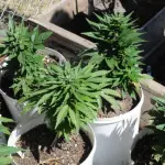 Cannabis di Stato: raccolta a Firenze, migliorerà vita malati