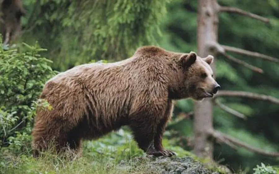 Trento, orso aggredisce podista: "Pensavo che mi uccidesse"