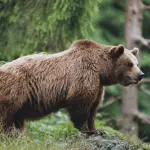 Trento, orso aggredisce podista: "Pensavo che mi uccidesse"