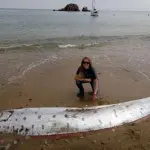 Trovato sulla spiaggia, misterioso gigante degli oceani