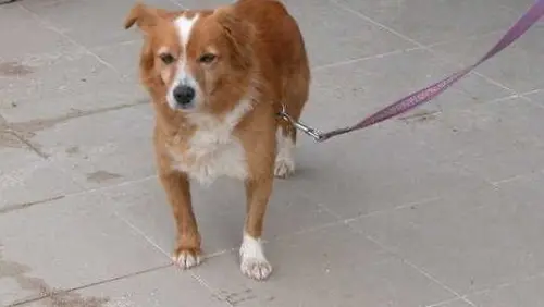 Litiga con la convivente e le uccide il cane