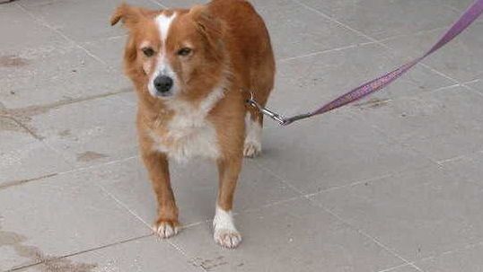 Litiga con la convivente e le uccide il cane