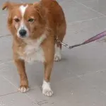 Litiga con la convivente e le uccide il cane