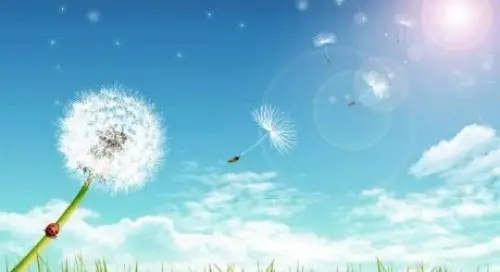 Allergie alle graminacee? Andate a vivere al mare o in campagna