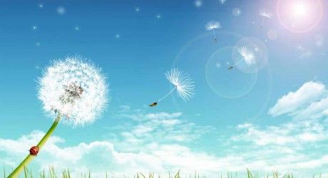 Allergie alle graminacee? Andate a vivere al mare o in campagna