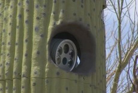 USA: autovelox nascosto nei cactus “ingannano” gli automobilisti