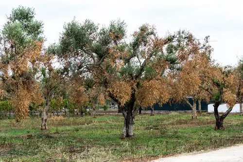 Xylella fastidiosa, Ue stanzia fondo per coltivatori danneggiati