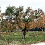 Xylella fastidiosa, Ue stanzia fondo per coltivatori danneggiati