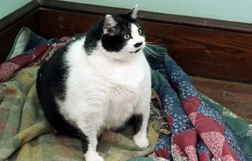 Sprinkles, la gatta obesa, che non riesce a camminare