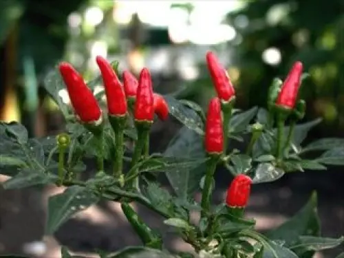 Cibi piccanti evitano rischio patologie epatiche: merito della capsaicina