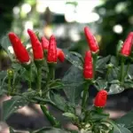 Cibi piccanti evitano rischio patologie epatiche: merito della capsaicina