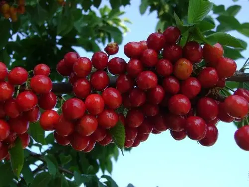 Ciliegie: impermeabile per proteggerle dal maltempo, ecco SureSeal