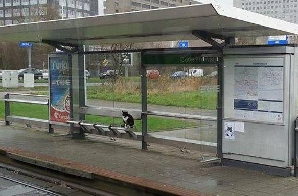 Ake, il gatto che tutti i giorni aspetta i padroni alla fermata del tram