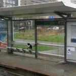 Ake, il gatto che tutti i giorni aspetta i padroni alla fermata del tram