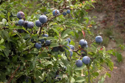 Prunus spinosa trigno: pianta che sconfigge tumori
