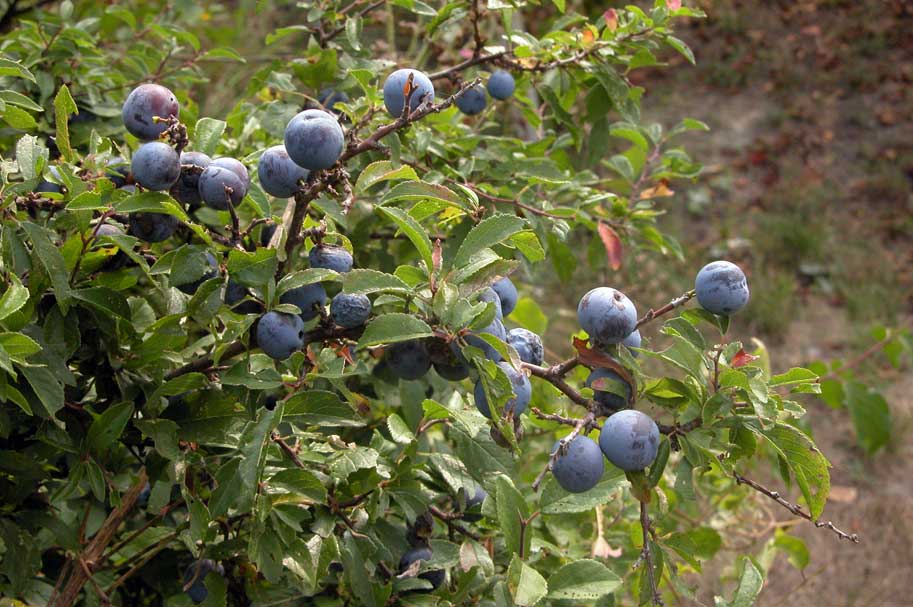 Prunus spinosa trigno: pianta che sconfigge tumori