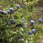 Prunus spinosa trigno: pianta che sconfigge tumori