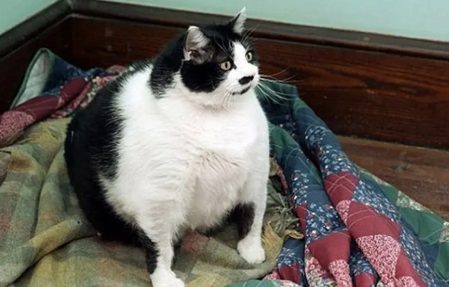 Sprinkles, la gatta obesa, che non riesce a camminare