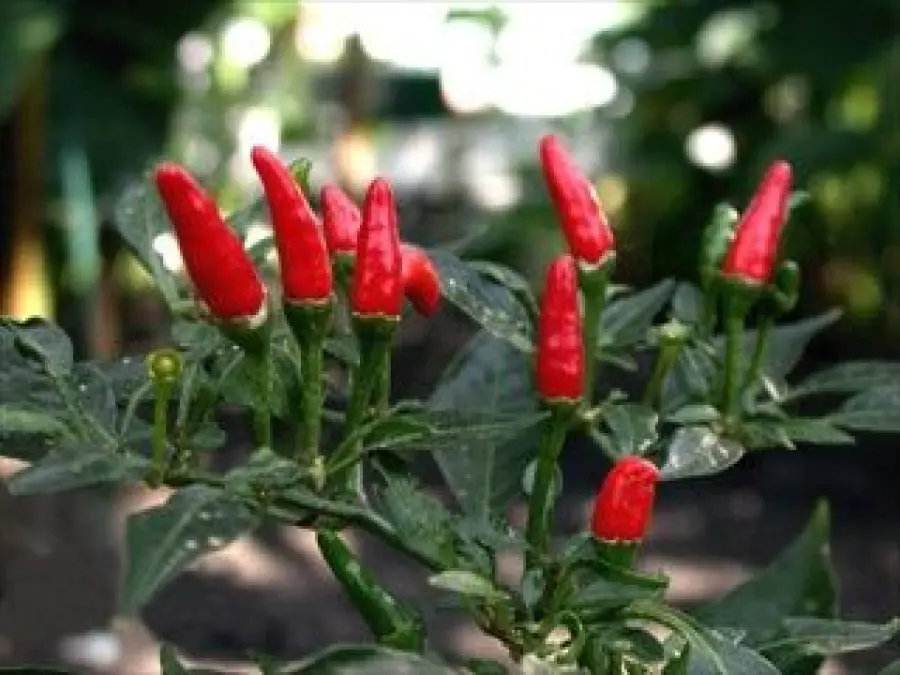 Cibi piccanti evitano rischio patologie epatiche: merito della capsaicina