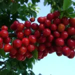 Ciliegie: impermeabile per proteggerle dal maltempo, ecco SureSeal