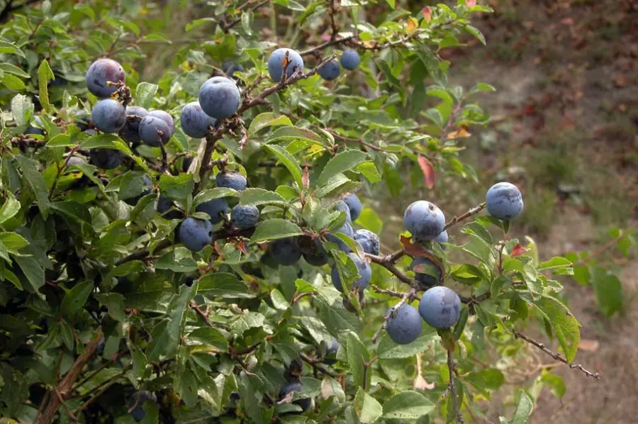 Prunus spinosa trigno: pianta che sconfigge tumori