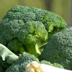 Quando e come coltivare i broccoli: il trucco dei giardinieri esperti che pochi conoscono