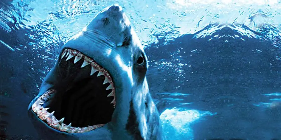 Surfista 13enne dilaniato da squalo: dramma alle isole Reunion