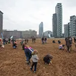 Milano, campo di grano tra i grattacieli: Wheatfield appassiona