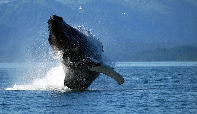 Messico, balena salta e colpisce barca: canadese muore