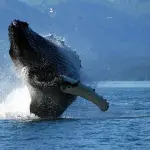 Messico, balena salta e colpisce barca: canadese muore