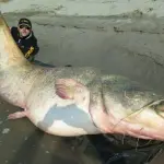 Pesce siluro gigantesco nel Po: pescatori lo rigettano in acqua, multati