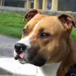 Roma, psicolabile lancia Pitbull dal balcone: morto