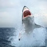 Squalo killer aggredisce e uccide surfista australiano: soccorsi inutili