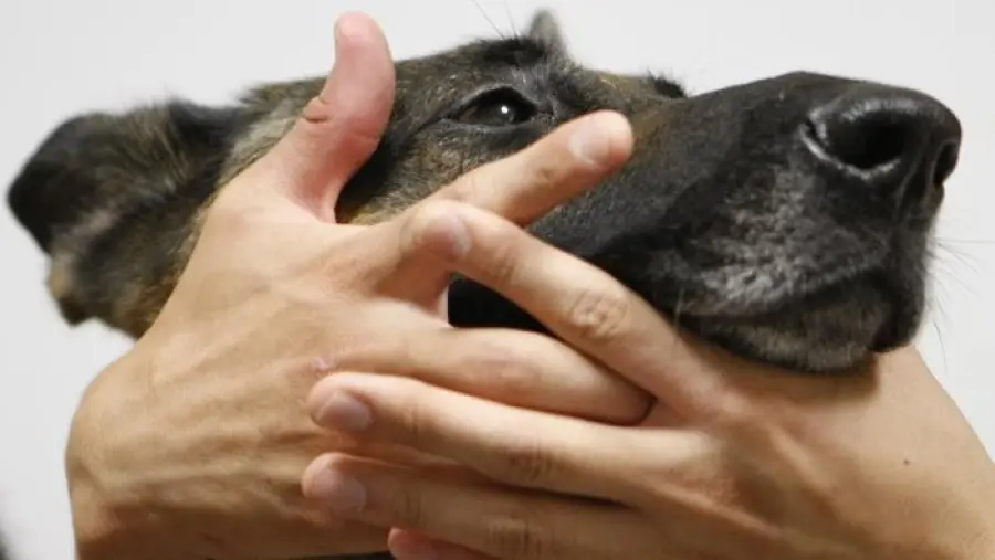 Cani donatori di sangue: centro trasfusionale in Toscana