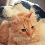 #giulezampe: stop a pignoramenti animali domestici, anomalia tutta italiana