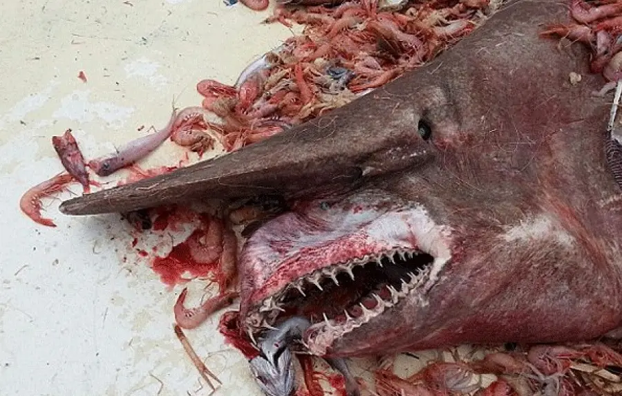 Squalo goblin pescato nel Nuovo Galles del Sud: lungo 1,2 metri