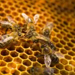 Anagrafe delle api per risollevare apicoltura: iniziativa importante