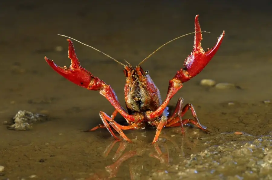 Imballaggi alimentari creati con guscio crostacei: impatto ambientale calerà