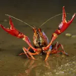 Imballaggi alimentari creati con guscio crostacei: impatto ambientale calerà