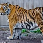 Tigri e panda rischiano estinzione entro 2050: modello sviluppo socio-economico va cambiato