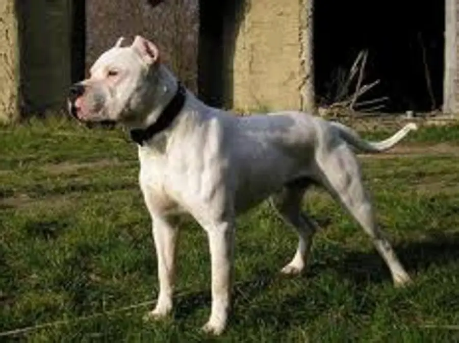 Milano, clochard accarezza cane: proprietario lo uccide a calci e pugni