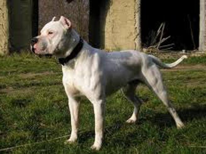 Milano, clochard accarezza cane: proprietario lo uccide a calci e pugni